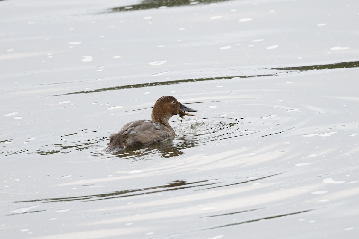 Canvasback - ML639873019