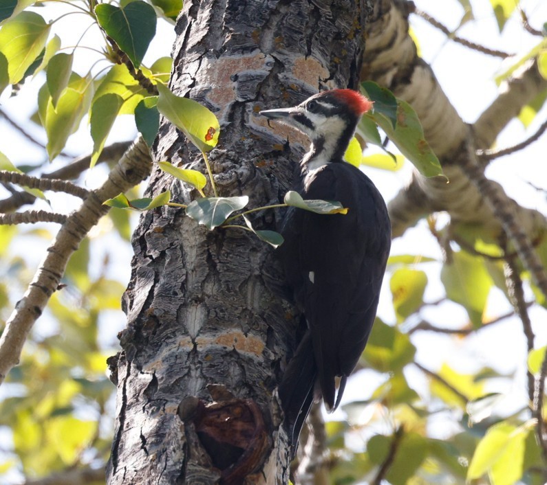 Pileated Woodpecker - ML639873133