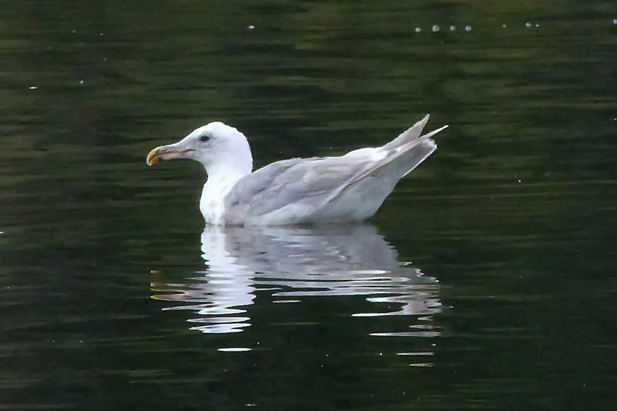 Glaucous-winged Gull - ML639873243