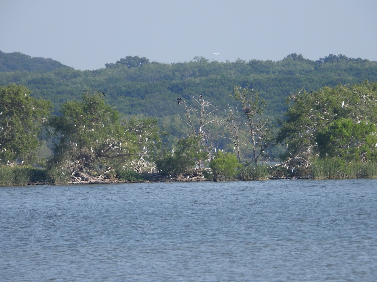 ニシアマサギ - ML639873266