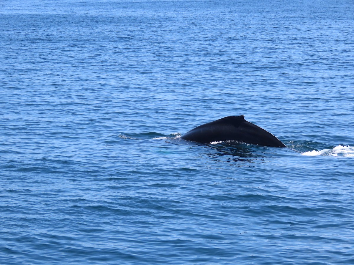 ザトウクジラ - ML639873322