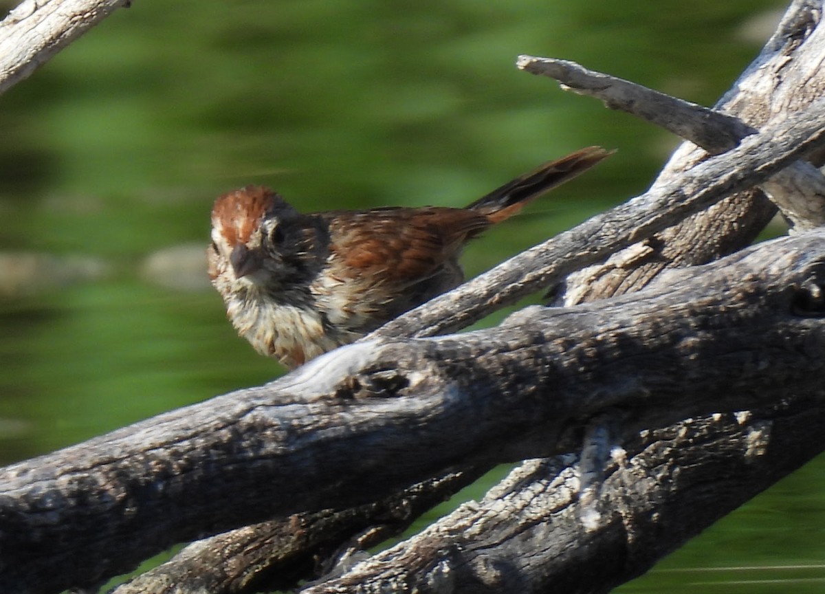 Song Sparrow (fallax Group) - ML639873354