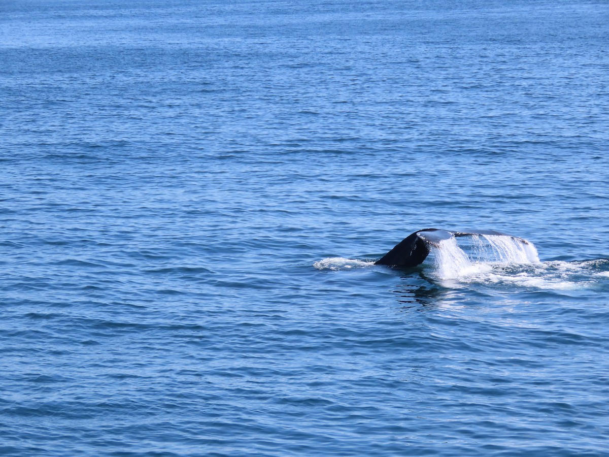 ザトウクジラ - ML639873367