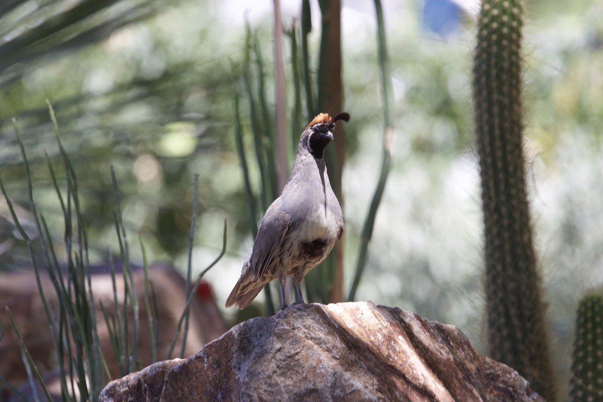 Gambel's Quail - ML639873383