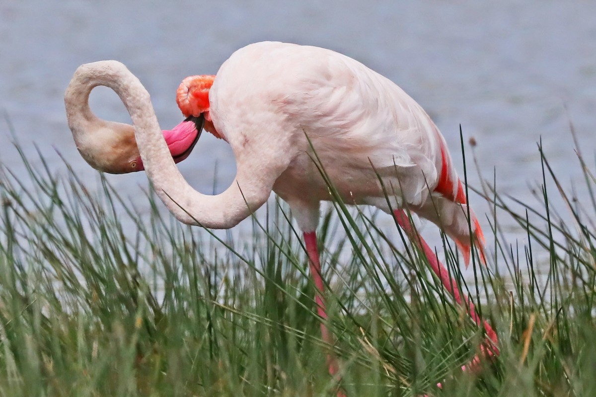 Greater Flamingo - ML639873424