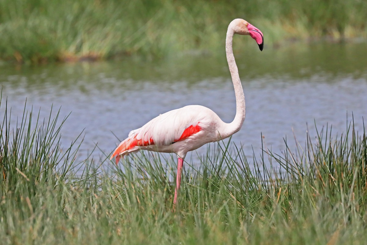 Greater Flamingo - ML639873429