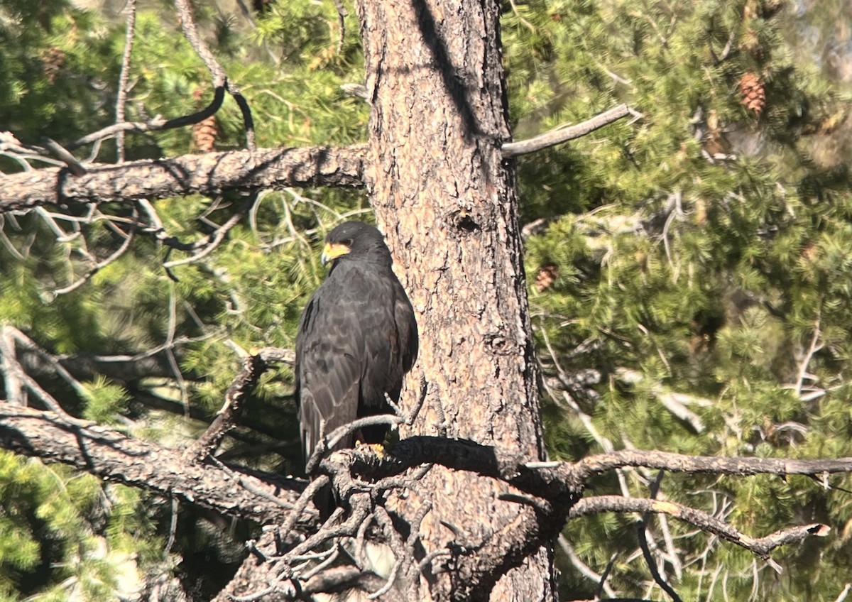 Common Black Hawk - ML639873454