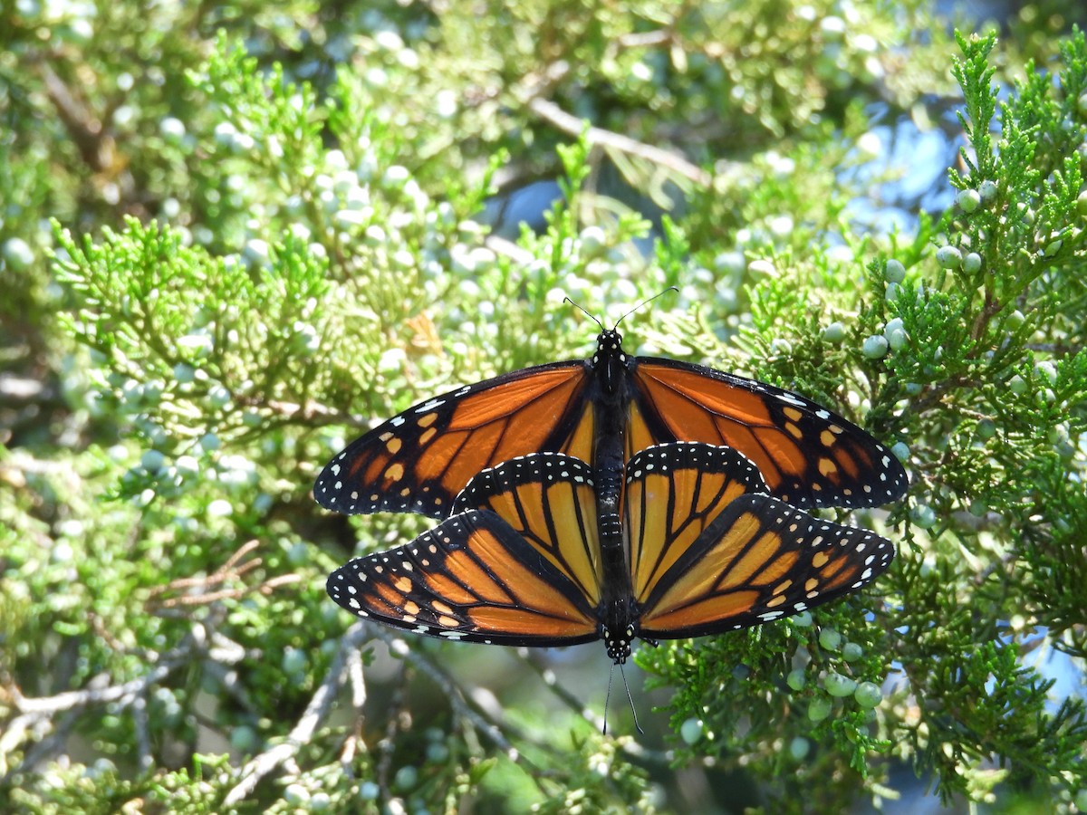 Animals - ML639873458