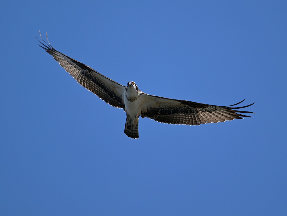 Osprey - ML639873464