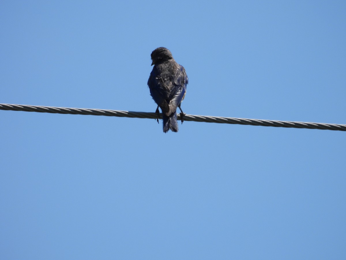 Eastern Bluebird - ML639873466