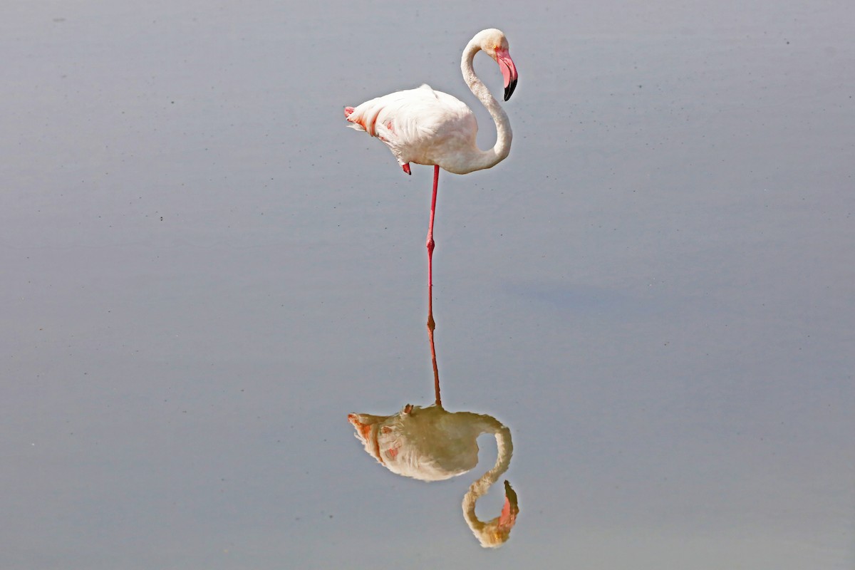 Greater Flamingo - ML639873467