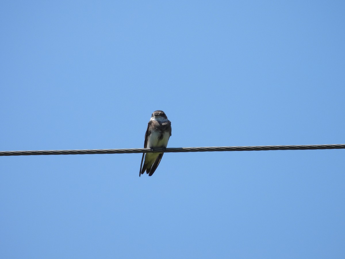 Bank Swallow - ML639873469