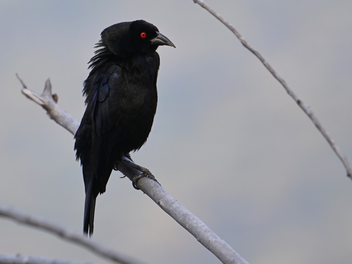 Bronzed Cowbird - ML639873470