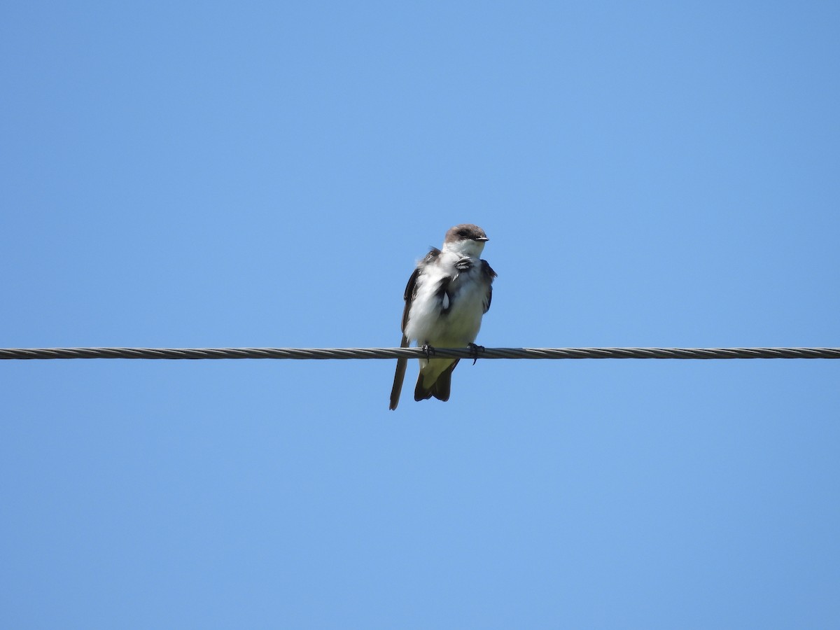 Tree Swallow - ML639873473