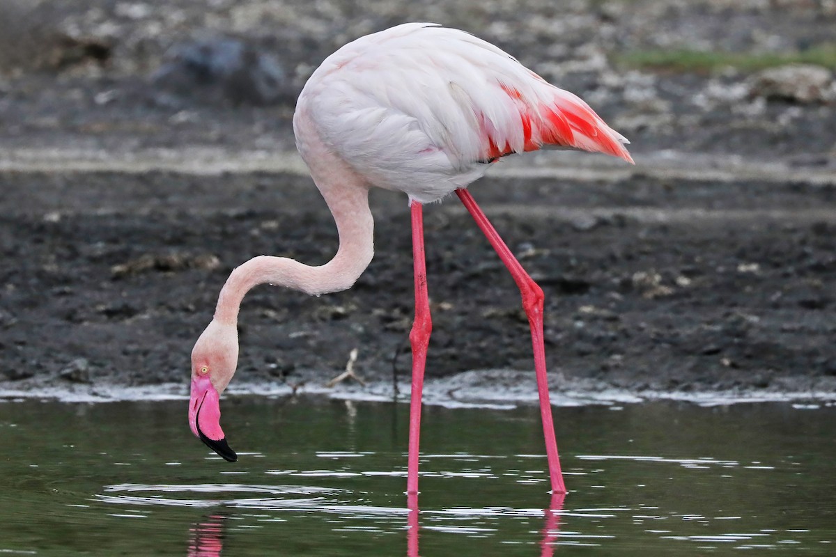 Greater Flamingo - ML639873482