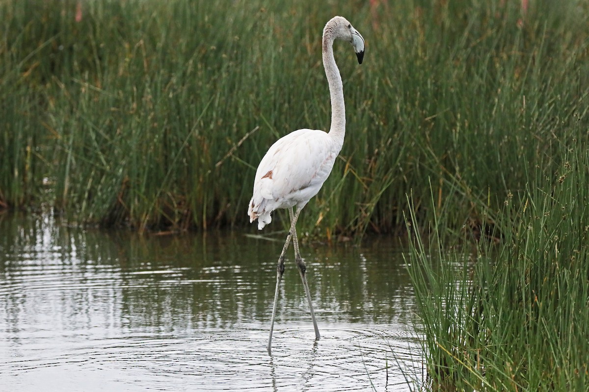 Greater Flamingo - ML639873497