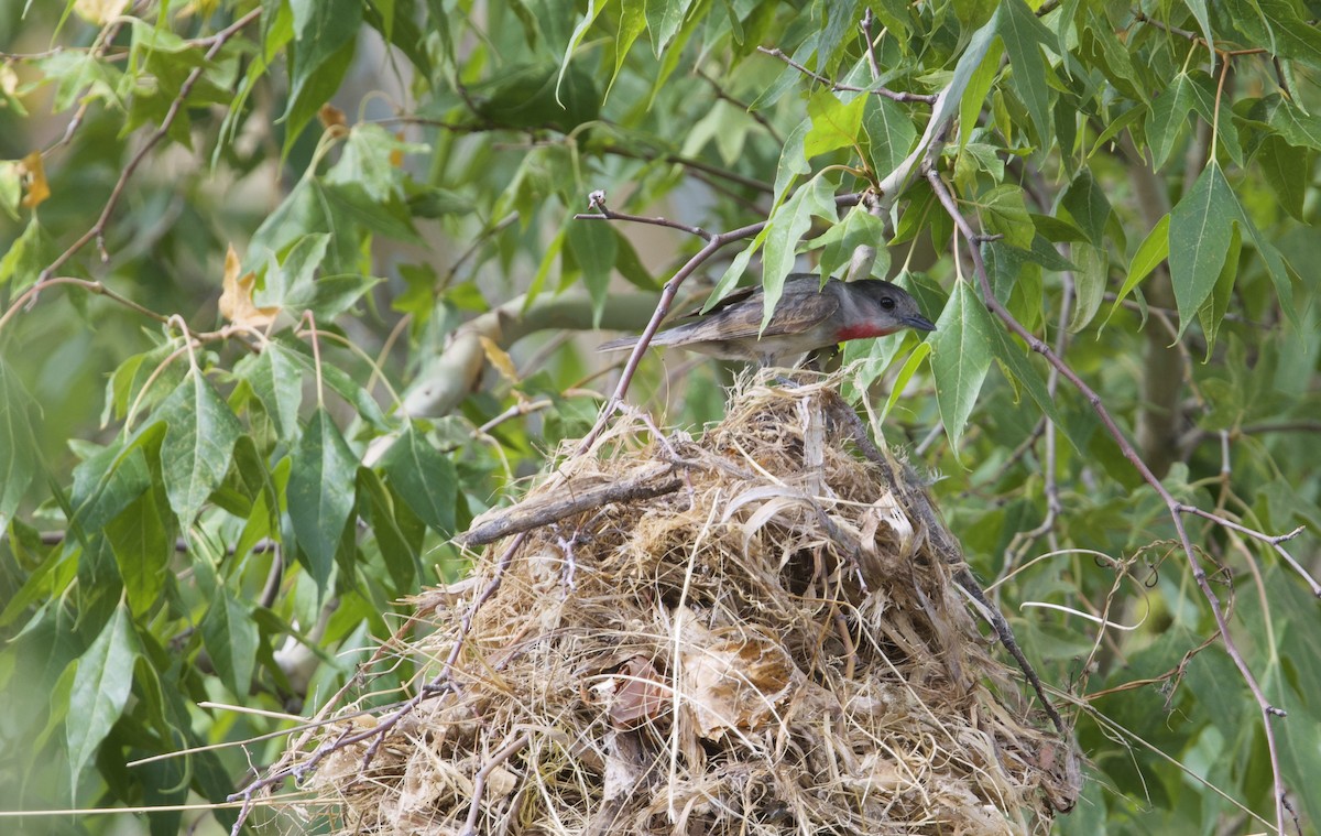 Rose-throated Becard - ML639873503