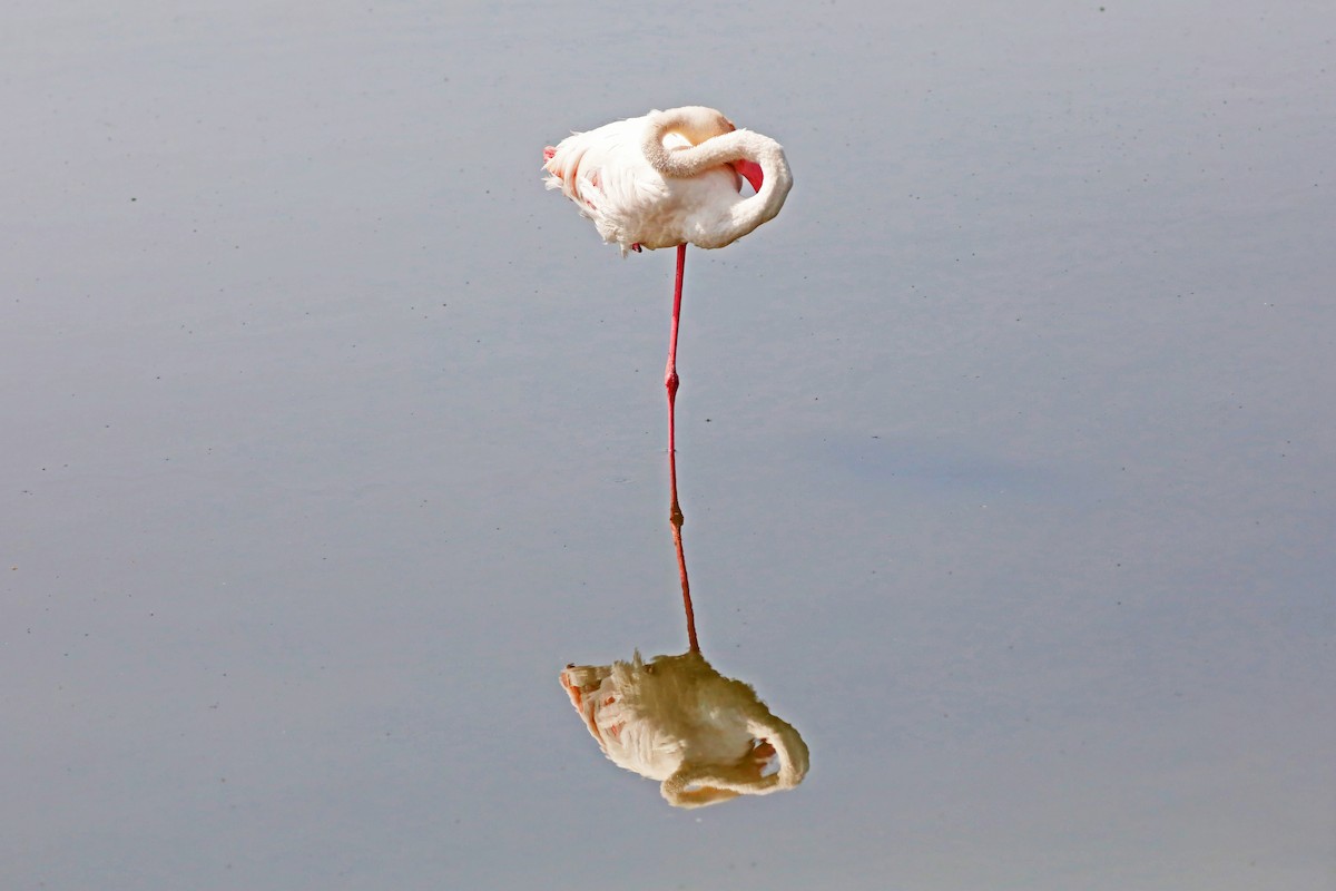 Greater Flamingo - ML639873508
