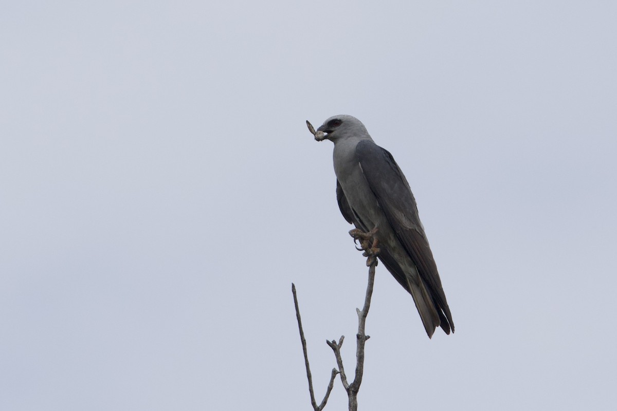 Mississippi Kite - ML639873527