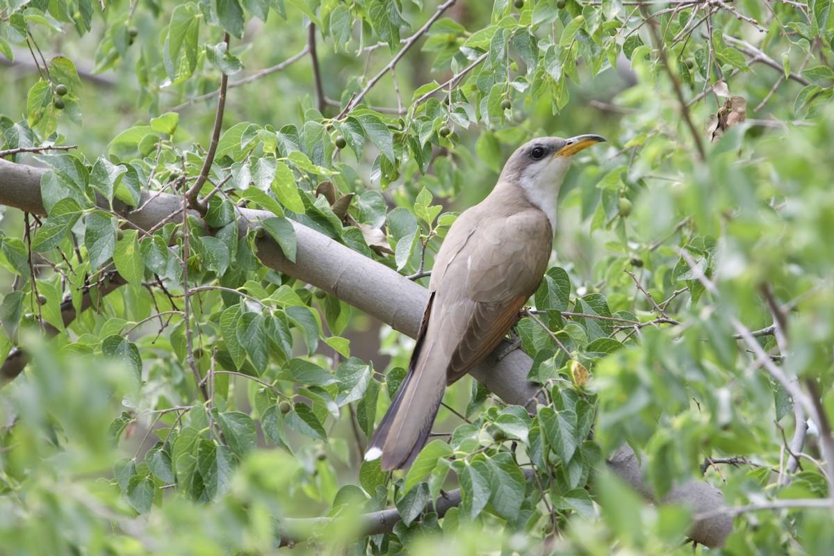 Yellow-billed Cuckoo - ML639873549