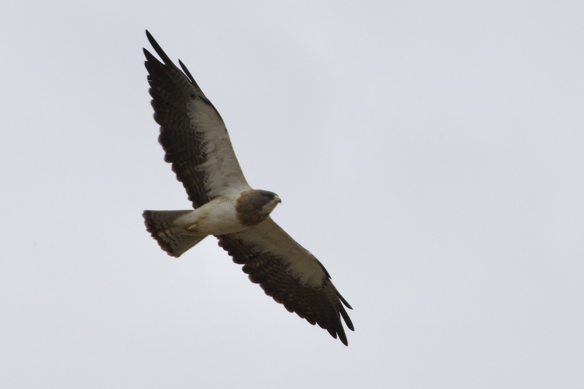 Swainson's Hawk - ML639873565