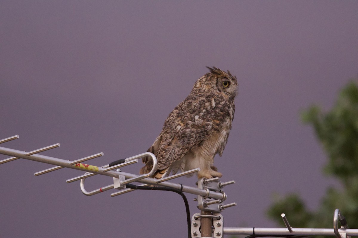 Great Horned Owl - ML639873580