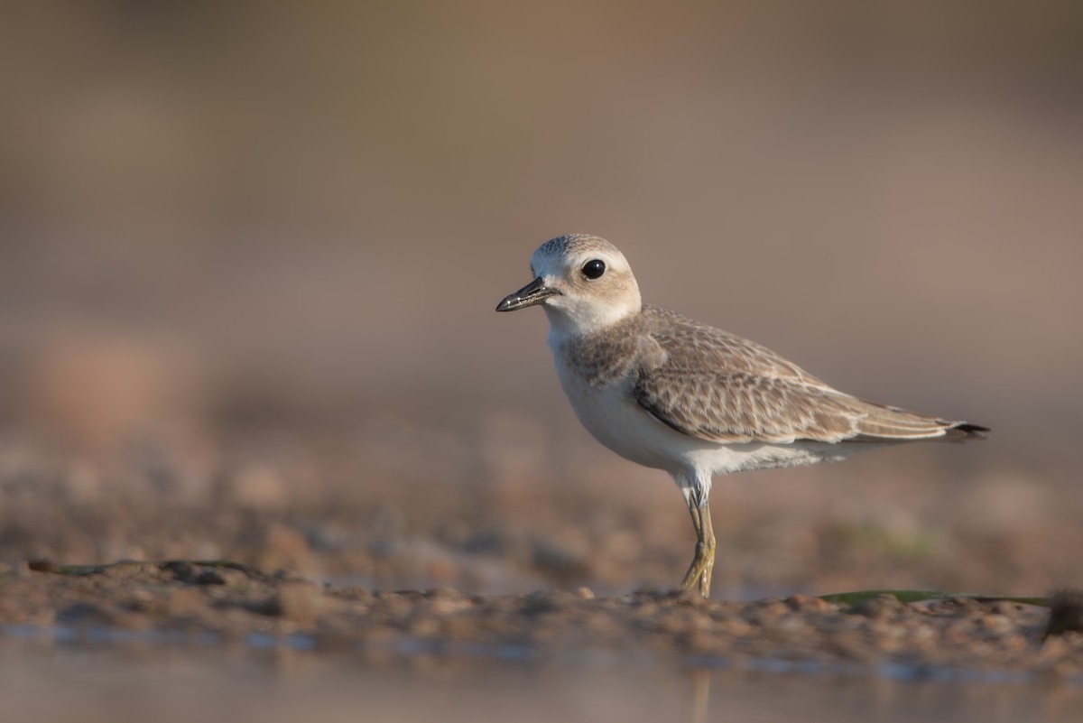 Greater Sand-Plover - ML639873582
