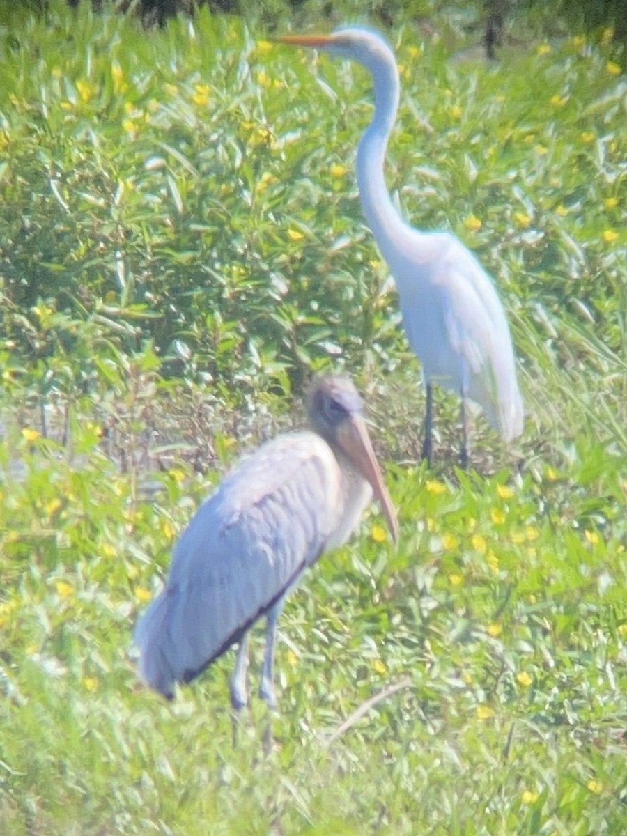 Wood Stork - ML639873583