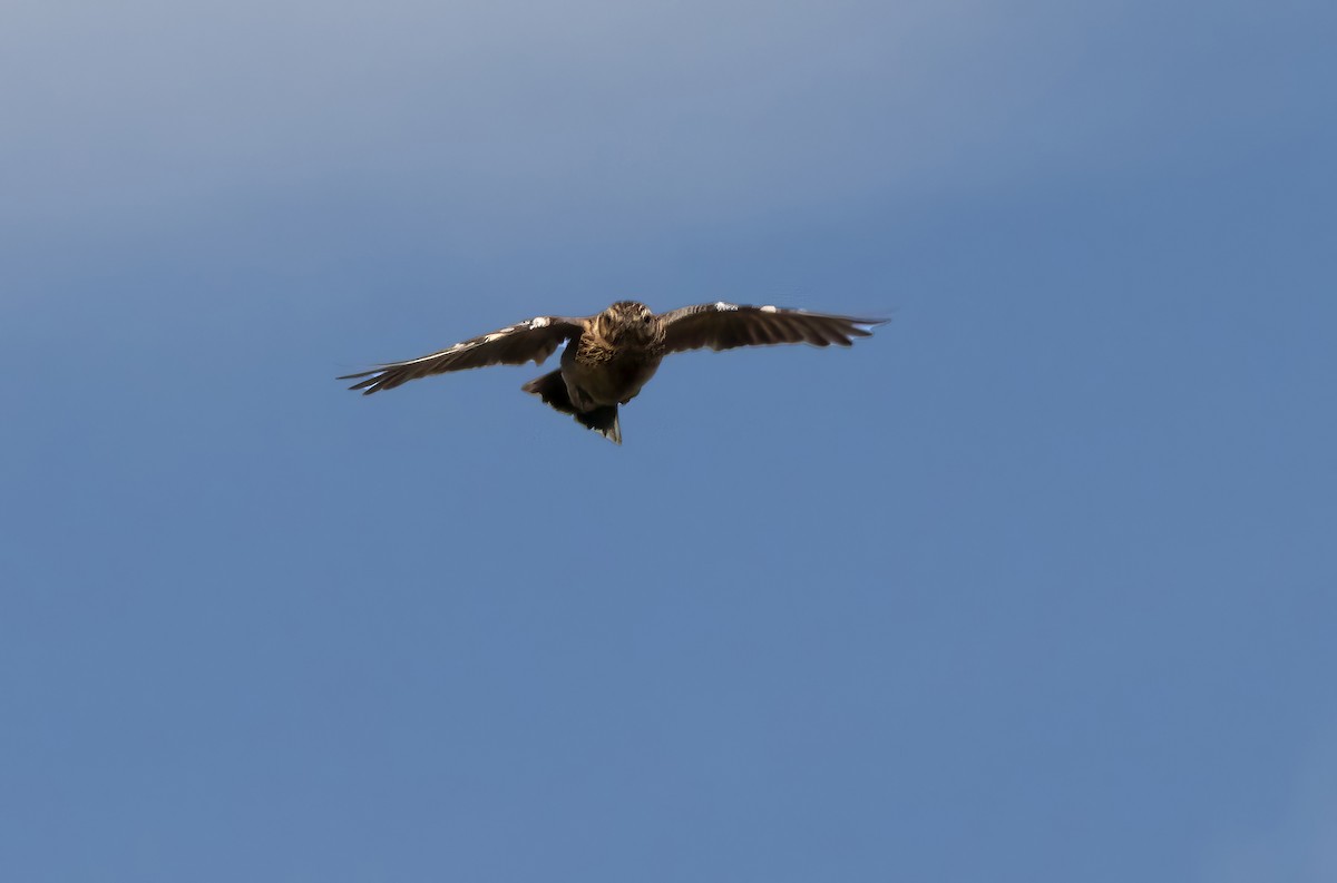 Wood Lark - ML639873597