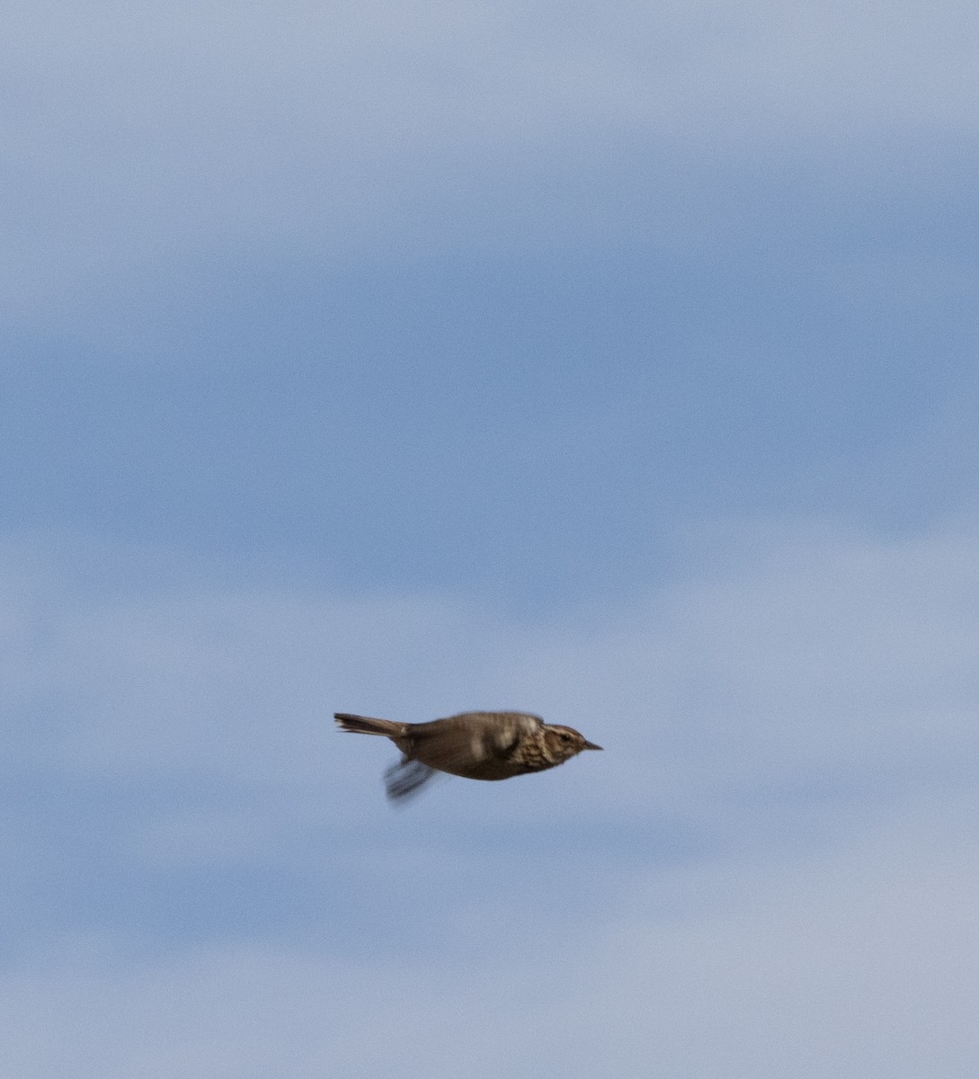 Wood Lark - ML639873598