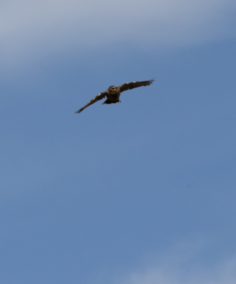 Wood Lark - ML639873599