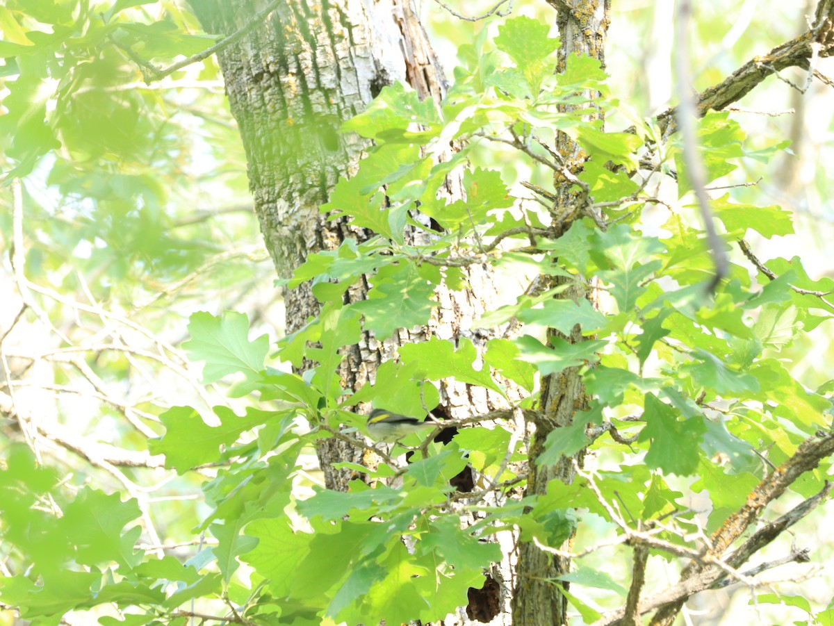 Golden-winged Warbler - ML639873622