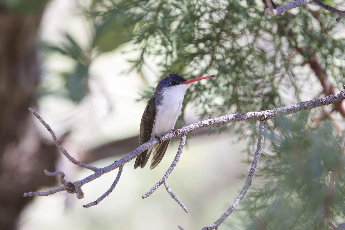 Violet-crowned Hummingbird - ML639873631