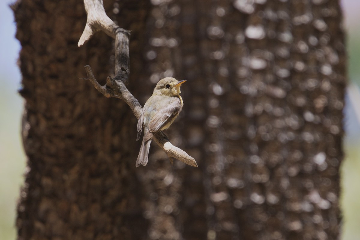 Buff-breasted Flycatcher - ML639873641