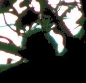 Pileated Woodpecker - ML639873652