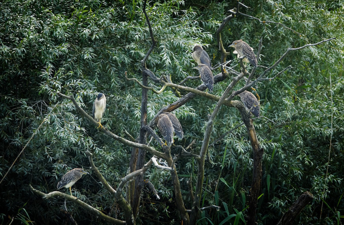 Black-crowned Night Heron - Martin Vondra