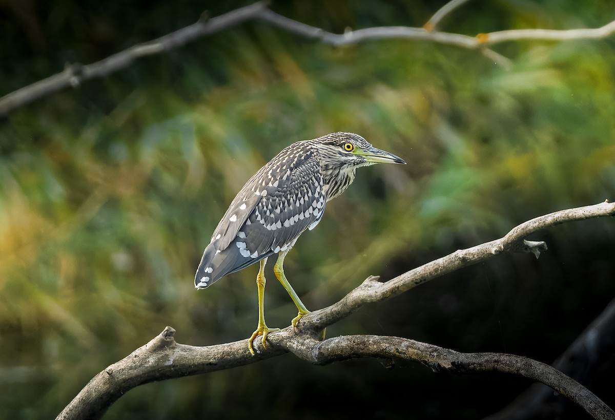 Black-crowned Night Heron - Martin Vondra