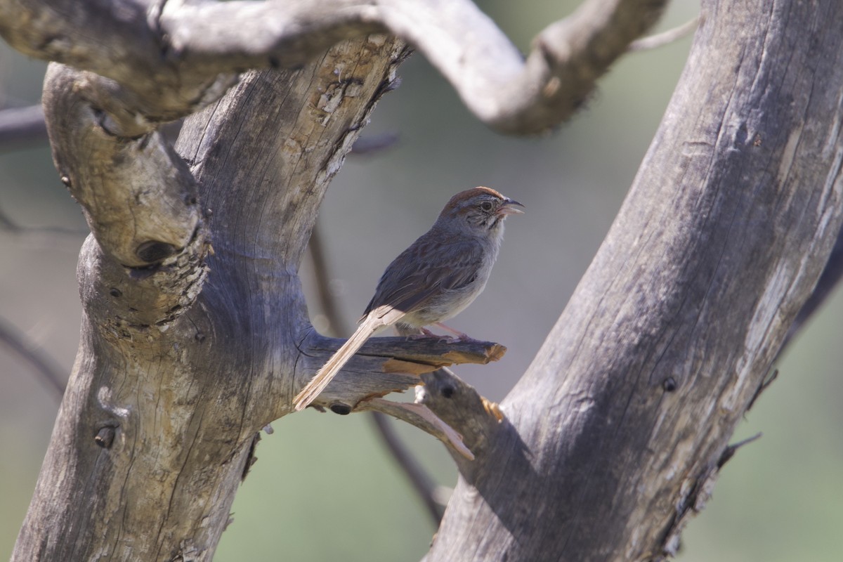 Rufous-crowned Sparrow - ML639873728