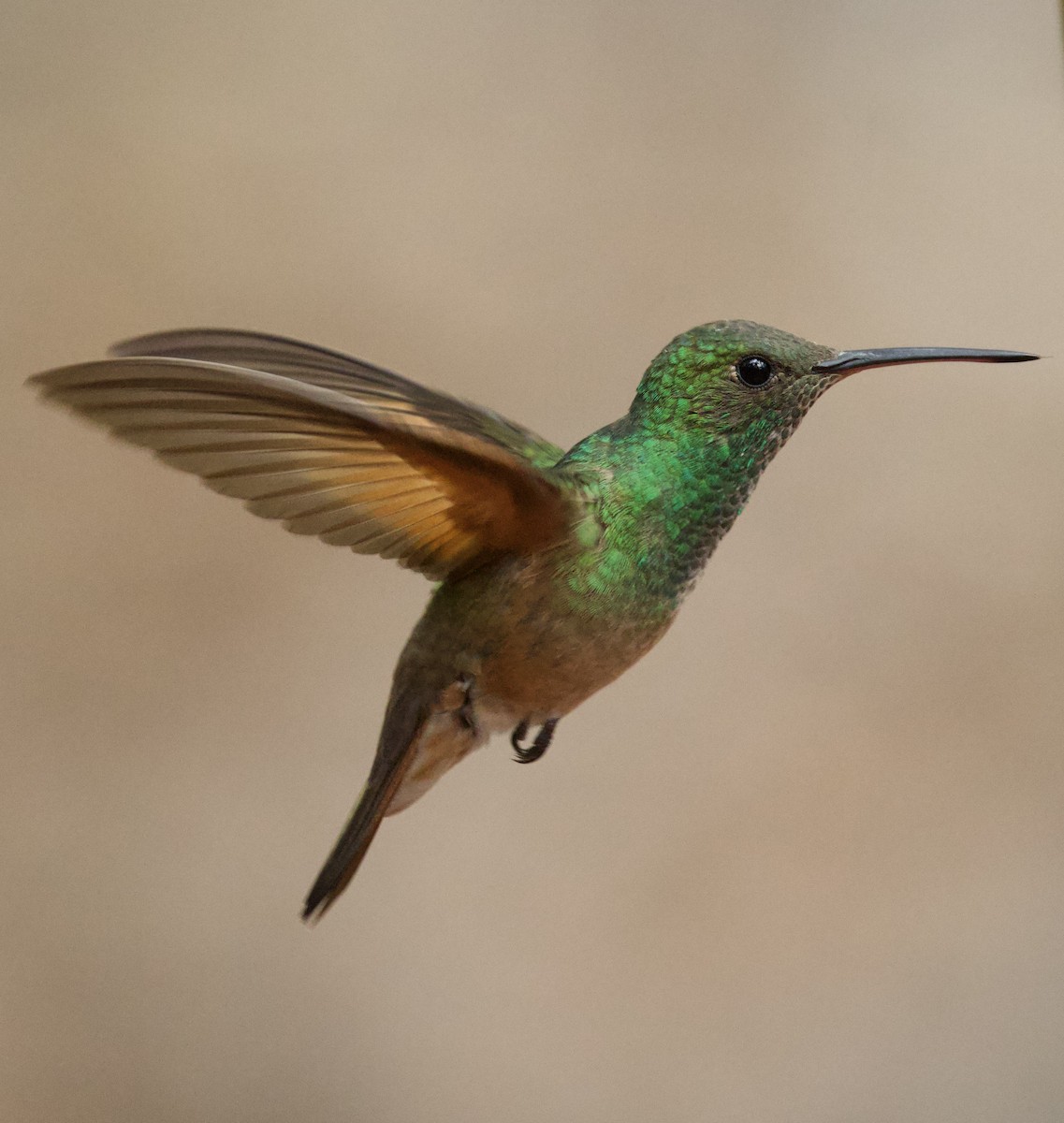 Berylline Hummingbird - ML639873750