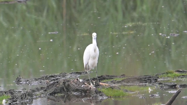Snowy Egret - ML639873756