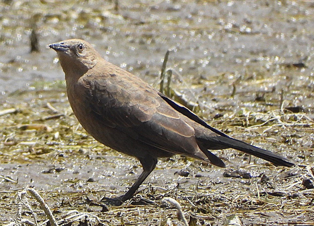 Brewer's Blackbird - ML639873759