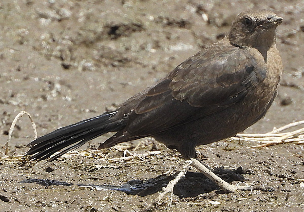 Brewer's Blackbird - ML639873762