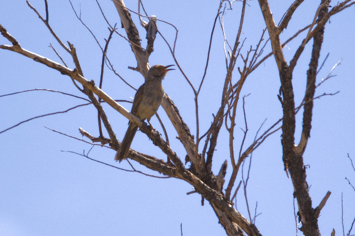 Bendire's Thrasher - ML639873774