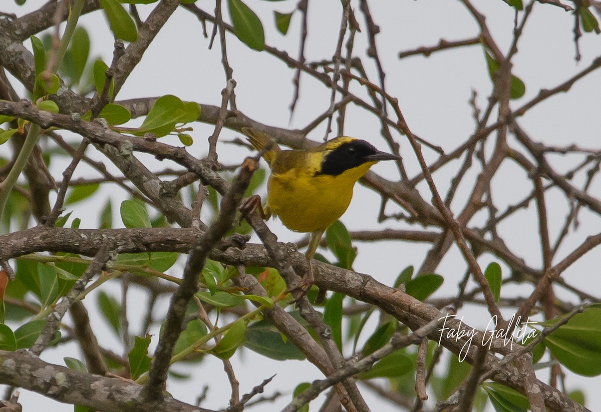 Altamira Yellowthroat - ML639873796