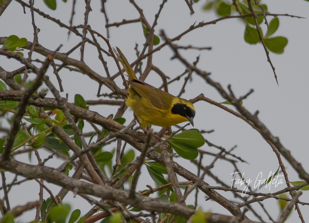 Altamira Yellowthroat - ML639873797