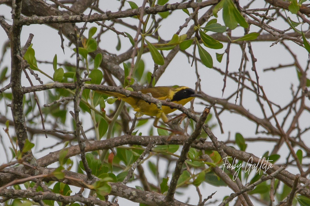 Altamira Yellowthroat - ML639873798