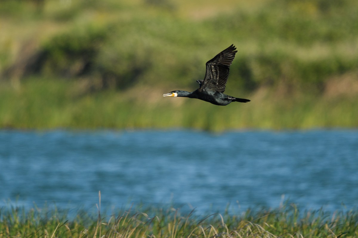 Great Cormorant (Eurasian) - ML639873808