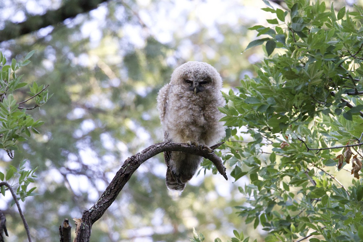 Spotted Owl (Mexican) - ML639873816