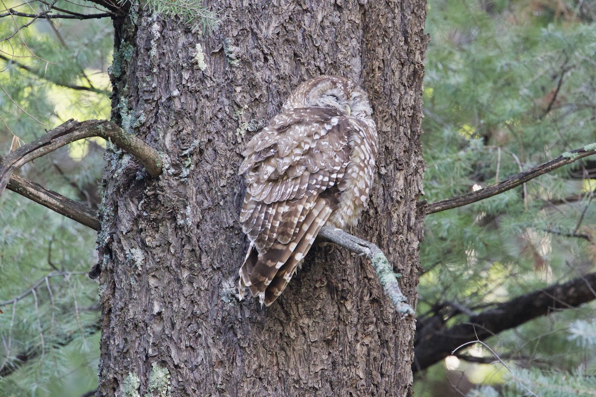 Spotted Owl (Mexican) - ML639873817