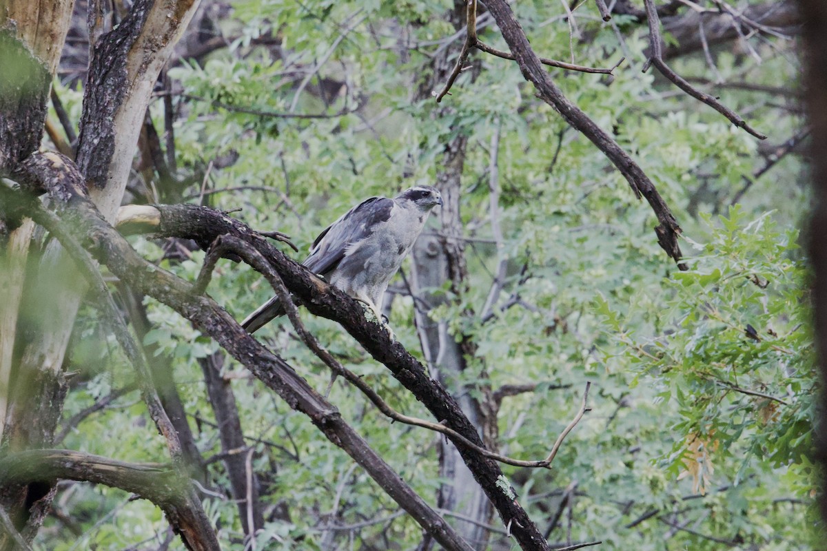 American Goshawk - ML639873834